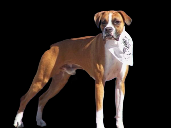 Boxer Dog Obedience