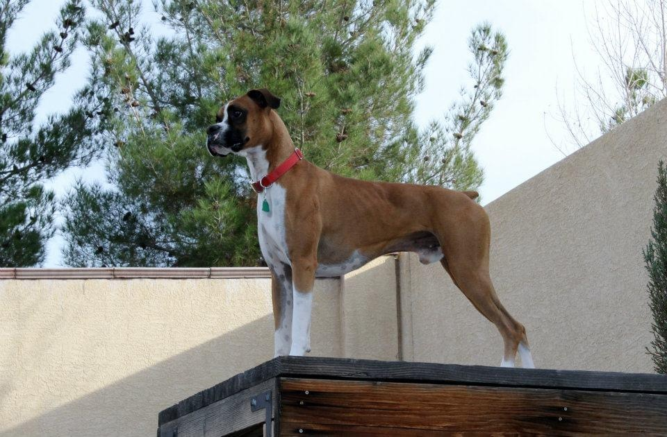 Boxer Dog Training