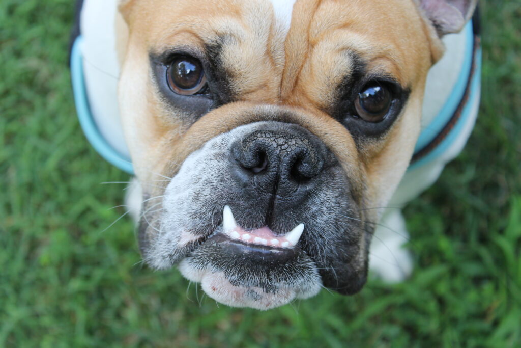 Olde English Bulldog Training Bully Breed