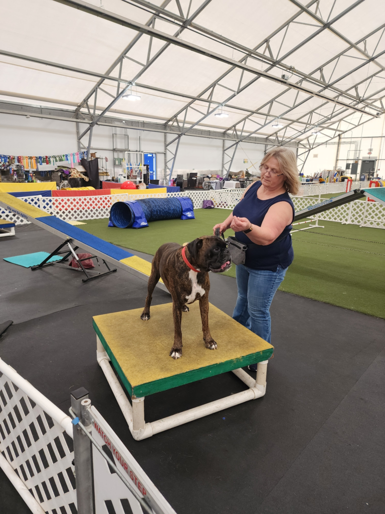 Bully Breed Boxer Bulldog Training
