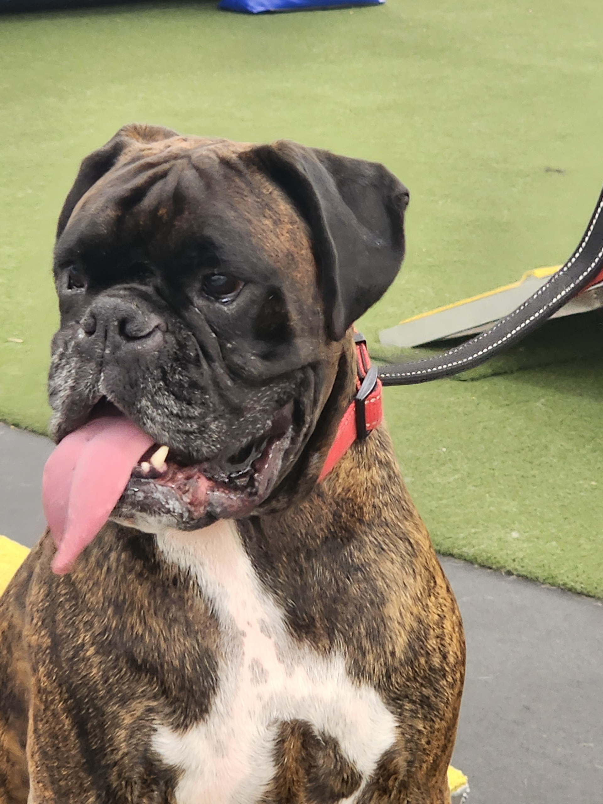 Boomer @ Agility Fundamentals