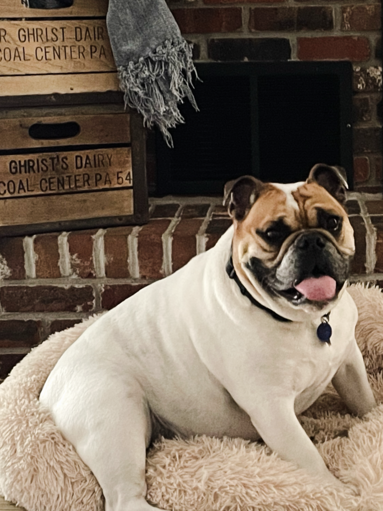 Bulldog Boxer Obedience Training